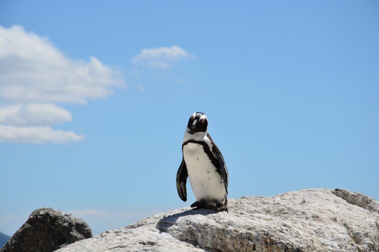 Un pingüino recorre 3.000 km y llega a Nueva Zelanda rescatado en la playa