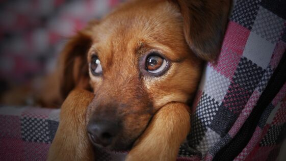 Un hombre rescata a un perrito abandonado: fue adoptado por una familia de Alemania