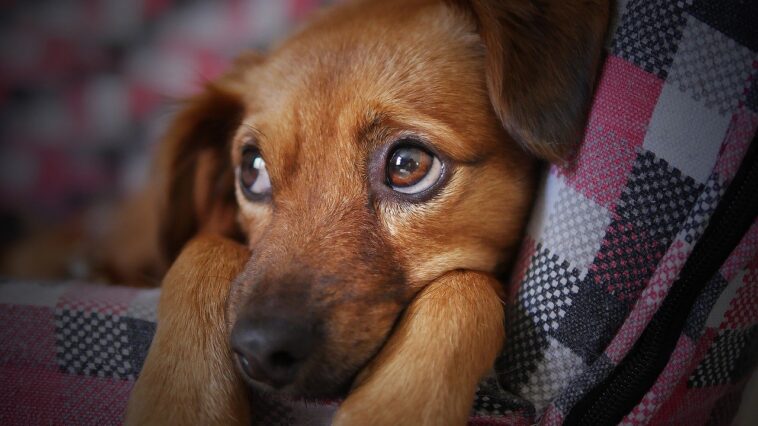 Un hombre rescata a un perrito abandonado: fue adoptado por una familia de Alemania