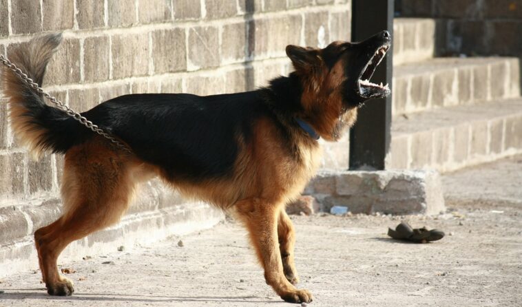 Un perro salva a una niña de ser secuestrada por un sospechoso