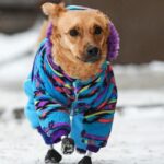Un perro callejero maltratado recibe una prótesis en Rusia 