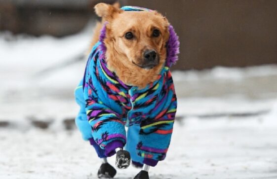 Un perro callejero maltratado recibe una prótesis en Rusia 