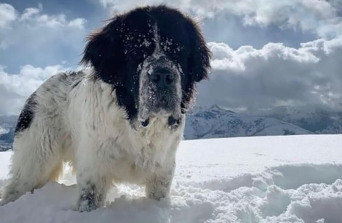 perro moribundo nieve