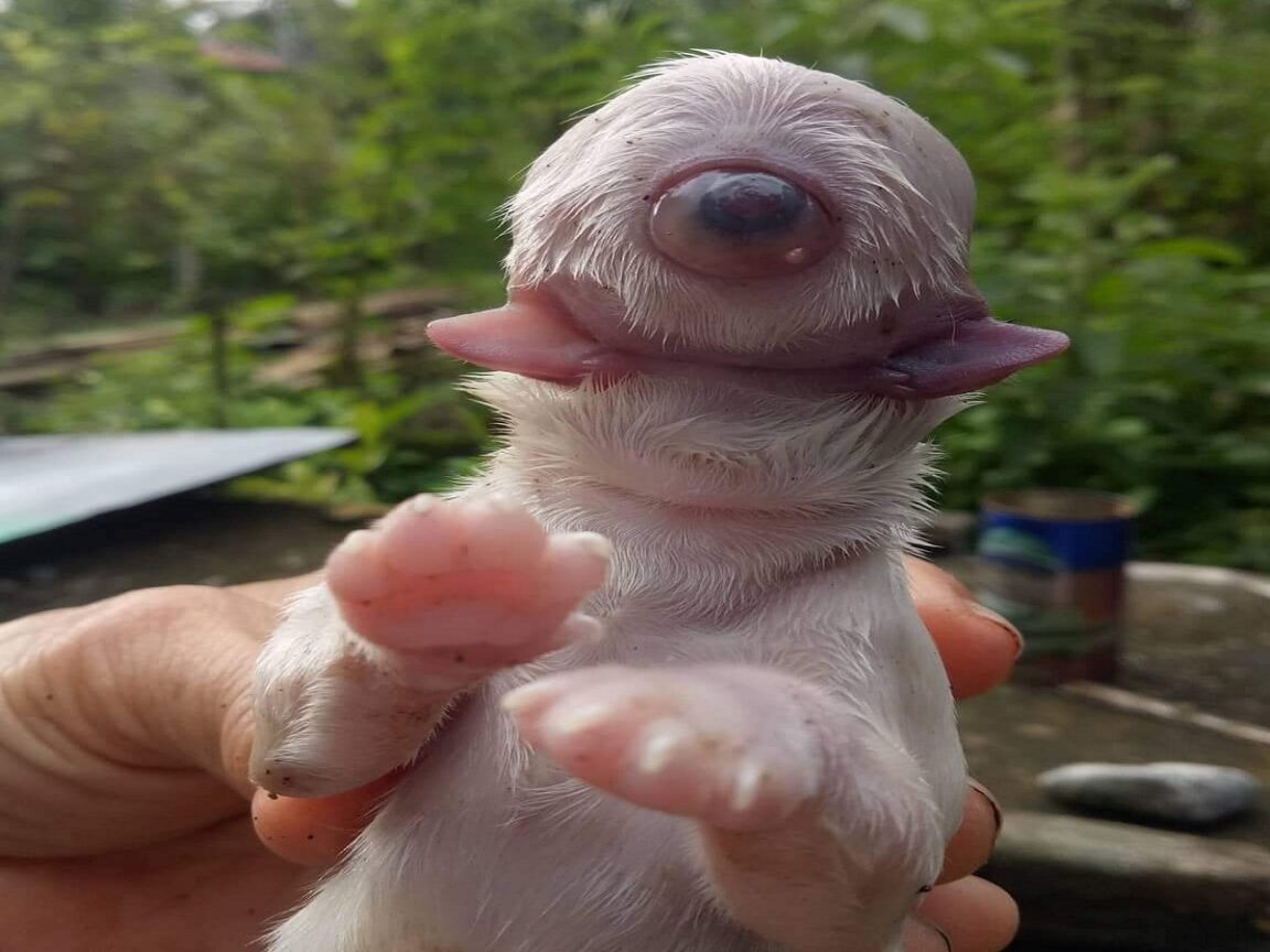 Nace un perro sin nariz con un ojo y dos lenguas, al que llaman gigante