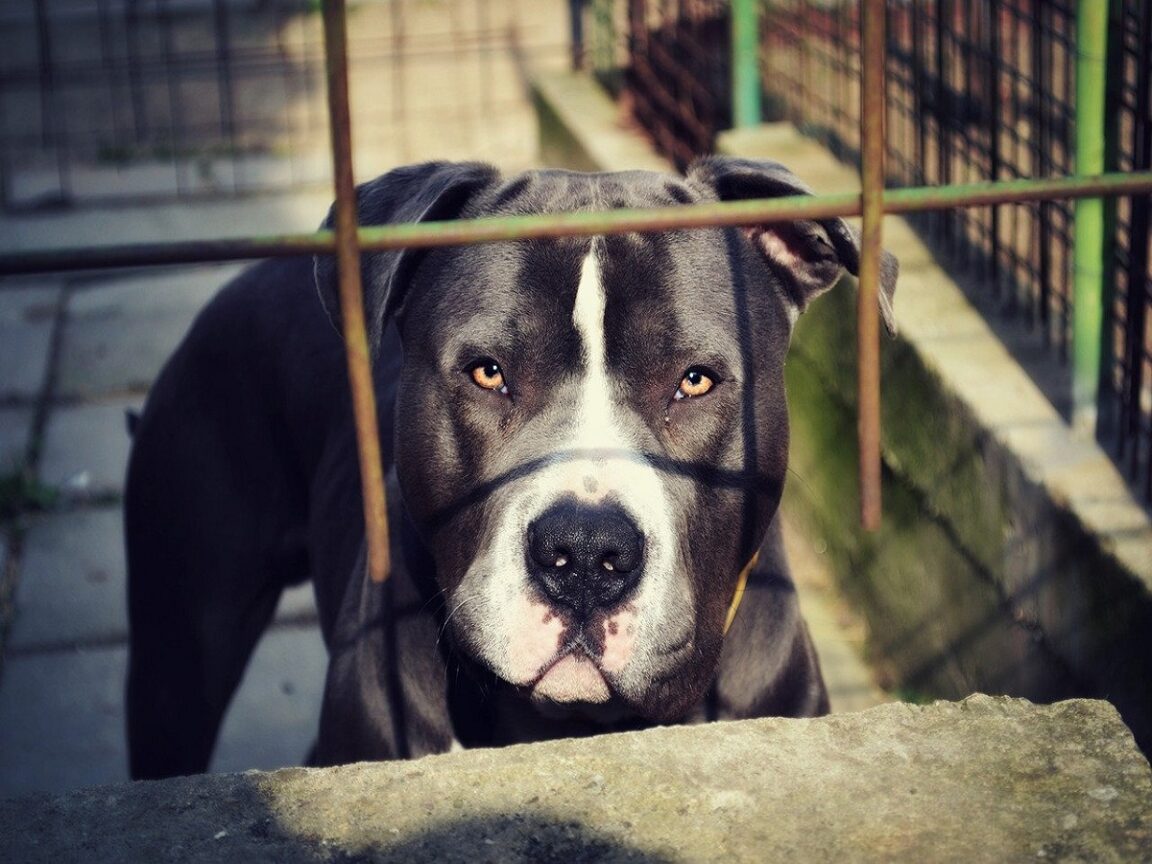 Un niño cree que puede acurrucarse con un pitbull rescatado: se lo acerca antes de que llegue su madre