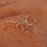 Fuertes lluvias en Egipto provocan una ‘plaga’ de picaduras de escorpiones