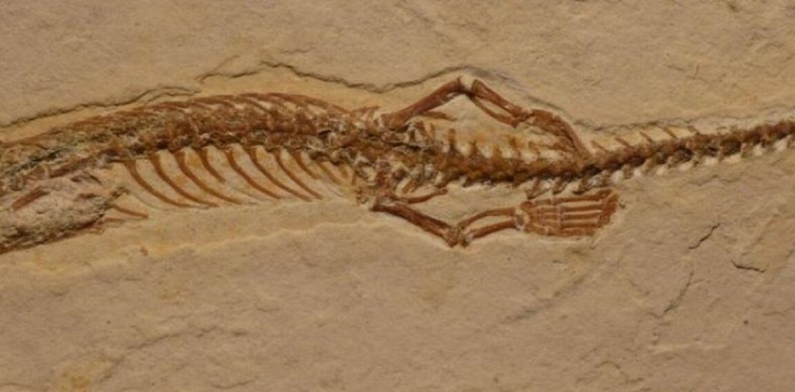 El fósil de una serpiente de cuatro patas no era una serpiente después de todo, afirman los científicos