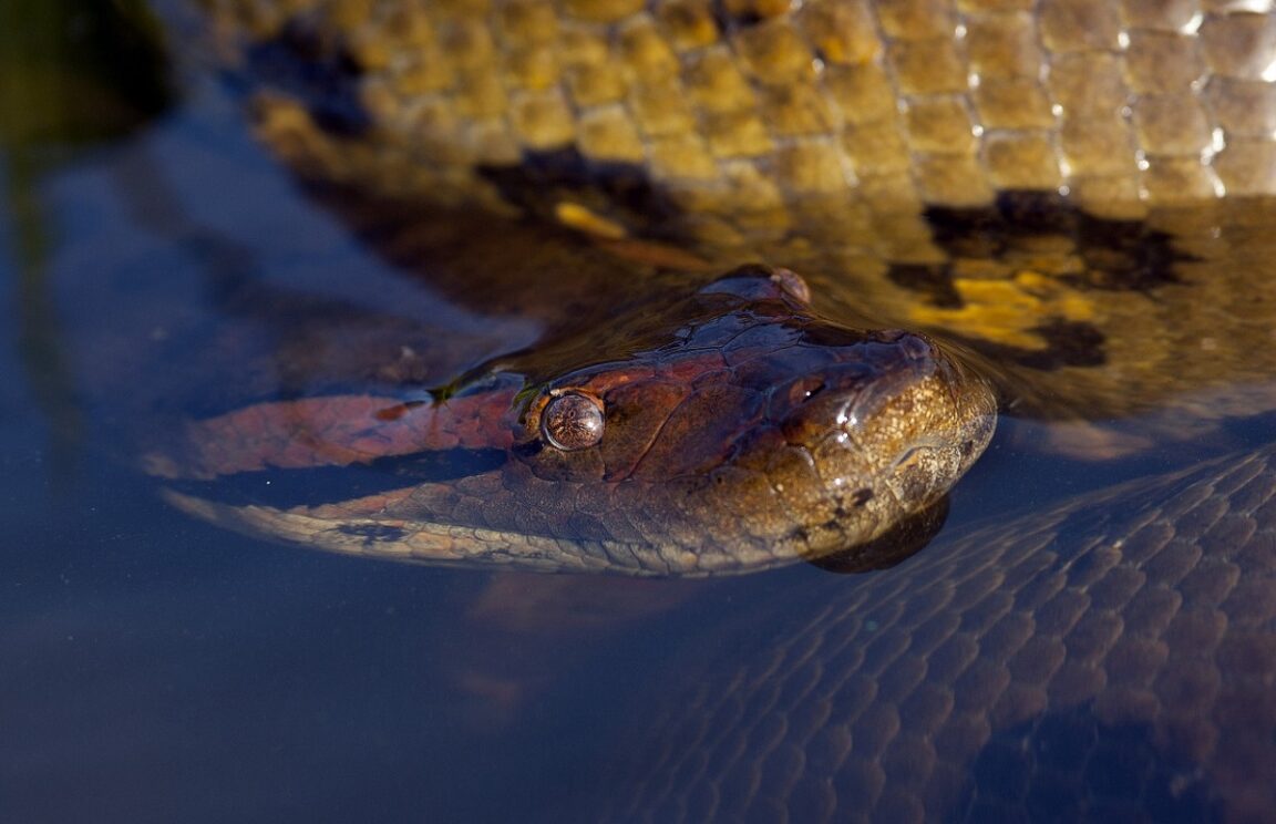 El vídeo viral de la «serpiente más grande del mundo» siendo sacada de la selva tropical