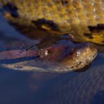 El vídeo viral de la «serpiente más grande del mundo» siendo sacada de la selva tropical