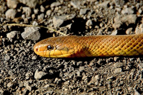 Una serpiente muerde a un hombre en el inodoro: su pene se pudrió