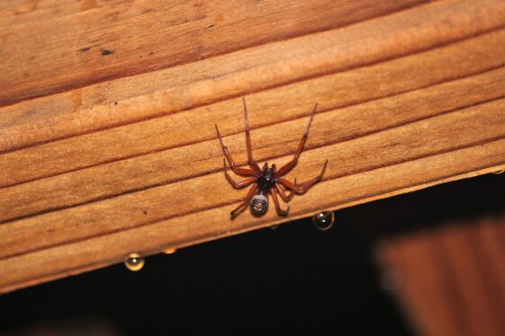 Mujer es picada por una araña y comparte su historia