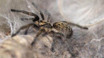 Atrapan una tarántula gigante en un avión lleno de pasajeros