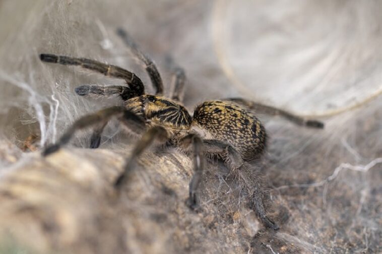 Atrapan una tarántula gigante en un avión lleno de pasajeros