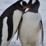 La historia de los pingüinos gay de Australia