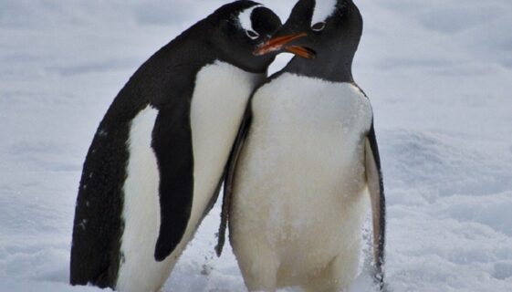 La historia de los pingüinos gay de Australia