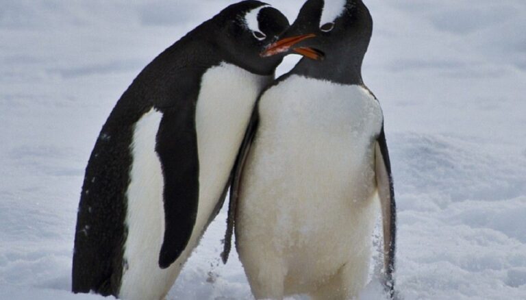 La historia de los pingüinos gay de Australia