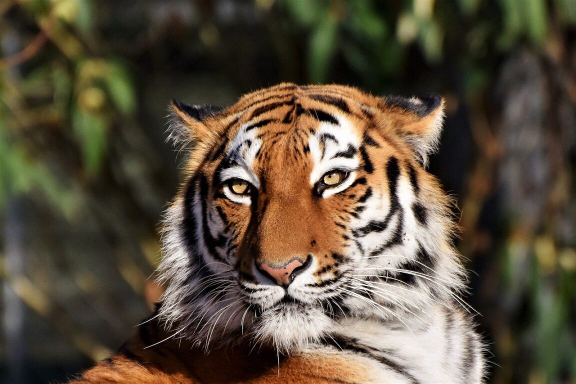 Un tigre de bengala escapa de una propiedad y asusta a los vecinos