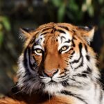 Un tigre de bengala escapa de una propiedad y asusta a los vecinos