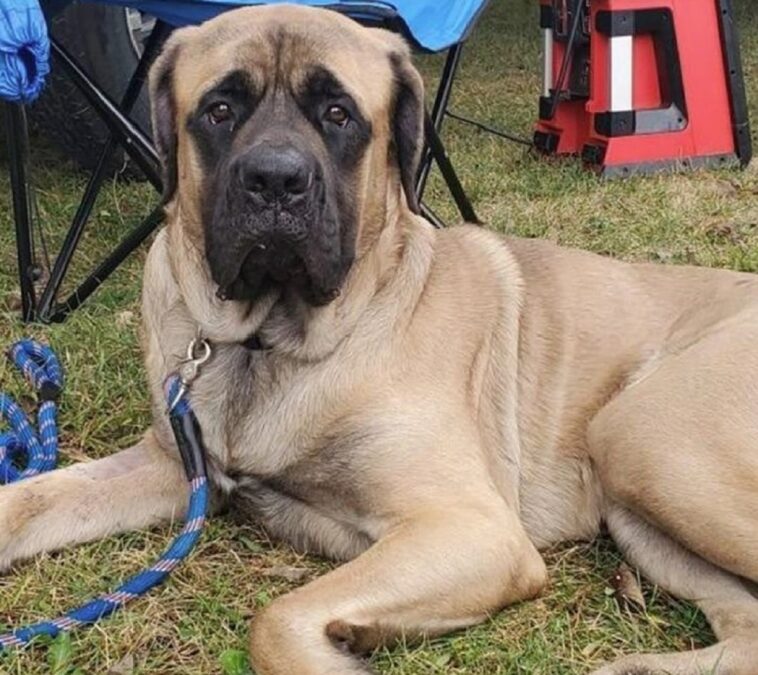 Un bombero adopta a un perro que rescata de un incendio: lo salva de ser sacrificado