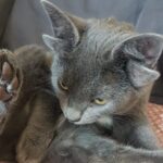 Un gato de cuatro orejas encuentra por fin un hogar definitivo