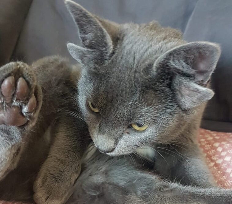 Un gato de cuatro orejas encuentra por fin un hogar definitivo