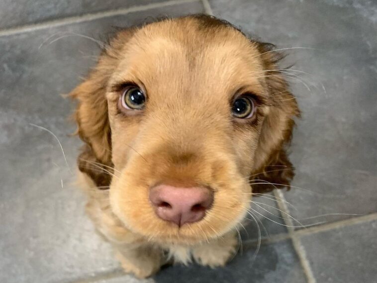 Winnie, la cocker spaniel, se ha ganado el corazón de los internautas con sus hermosos ojos