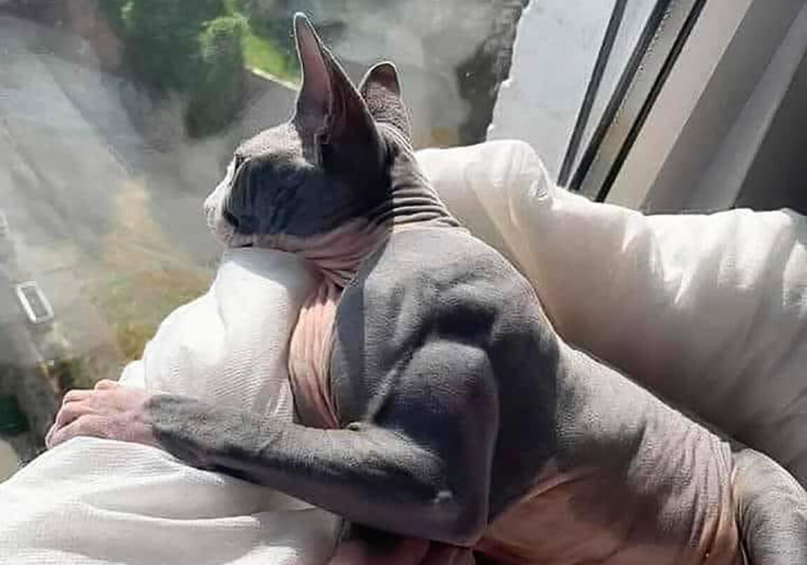 un gato musculoso