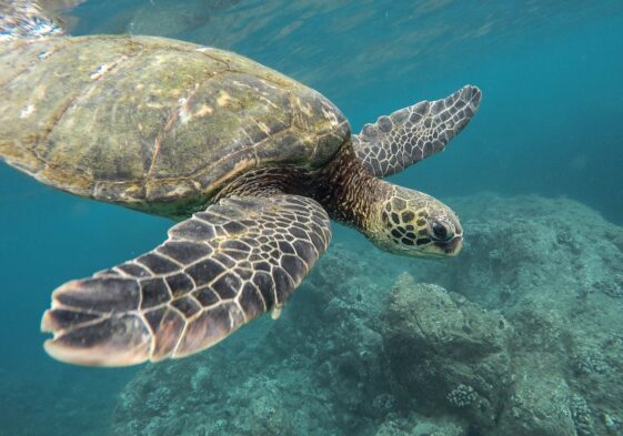 murieron por carne de tortuga contaminada