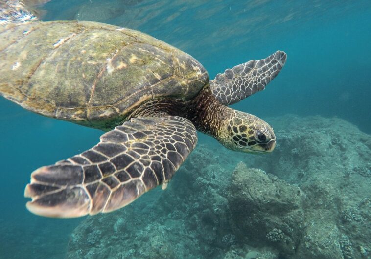 murieron por carne de tortuga contaminada