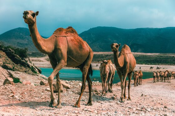 Las autoridades saudíes descalifican a más de 40 participantes de un concurso de belleza de camellos por usar bótox