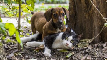 Un perro obliga a un gato a posar para una foto familiar