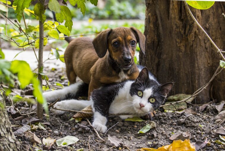 Un perro obliga a un gato a posar para una foto familiar