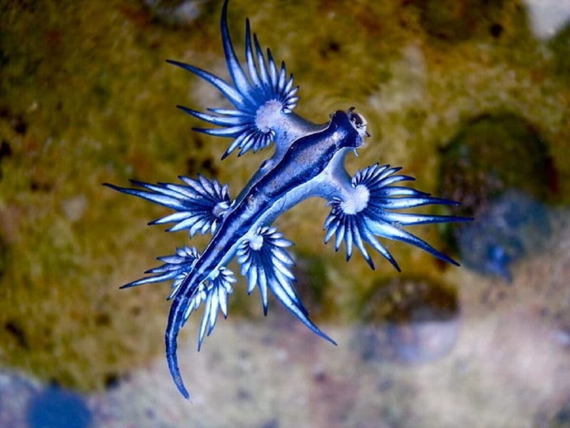 criatura marina