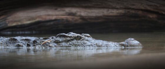 cocodrilo devoró tiburón