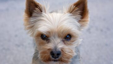 perrita defendió a su dueño de coyote