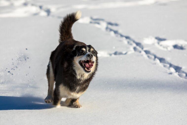 perro pista de trineo