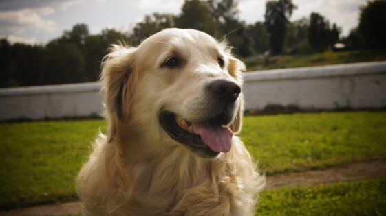 golden retrievers