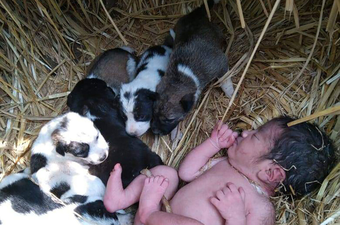 una bebé recién nacida fue protegida por cachorros