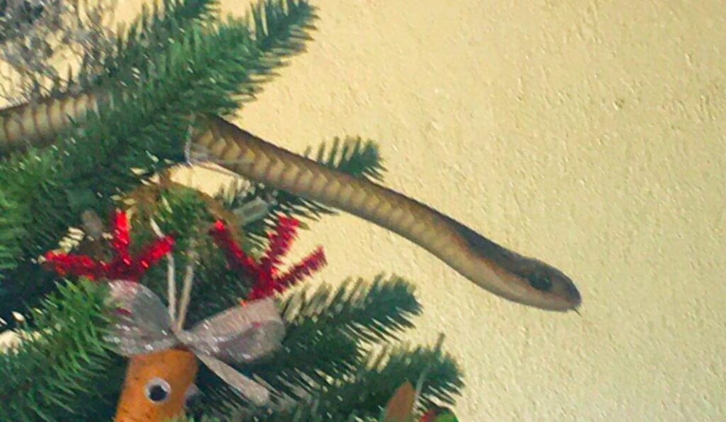 serpiente árbol de navidad