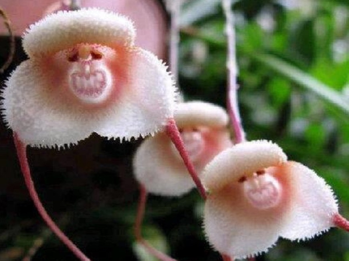 flores cara monos