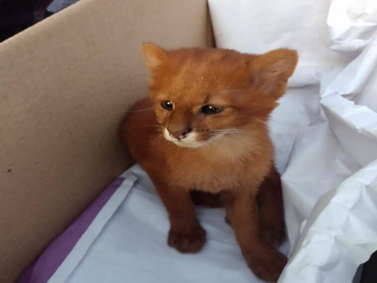 Una mujer encuentra un «gatito» en la carretera y lo adopta, 2 meses después descubre que es un puma