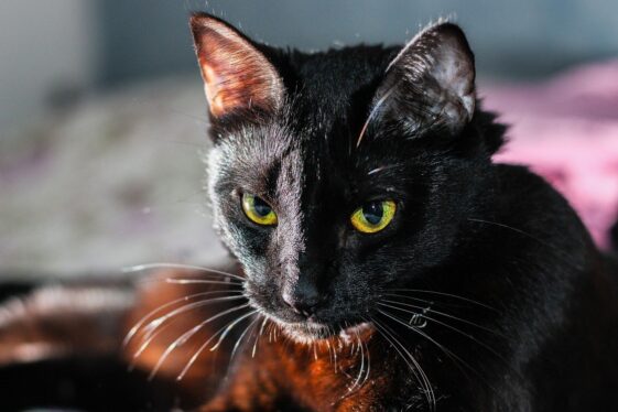 Un hombre de Kentucky encuentra a su gato ileso entre los escombros nueve días después del tornado