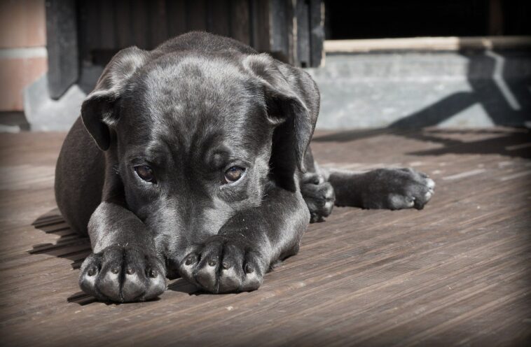 Un indigente elige a su perro en vez de una vivienda y una importante cirugía: «No voy a renunciar a él»