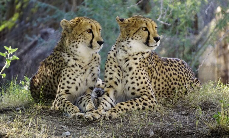 Un hombre desea adoptar dos ‘gatos’, pero descubre que son leopardos