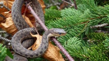 serpiente árbol de navidad