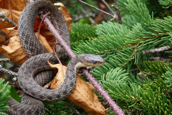 serpiente árbol de navidad