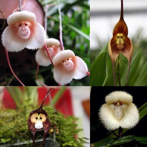 orquideas mono