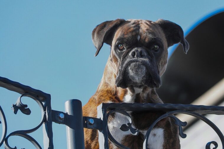 Una madre apunta con una pistola al perro suelto de su vecino, pero dispara accidentalmente a su propio hijo de 5 años