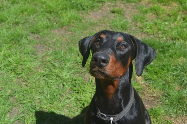 Una perra protege a una recién nacida abandonada en el campo y la cuida como a uno de sus cachorros