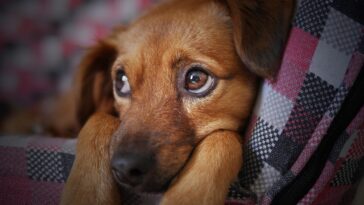 Una mujer se pone histérica al darse cuenta de que su perro adoptado sólo entiende el español